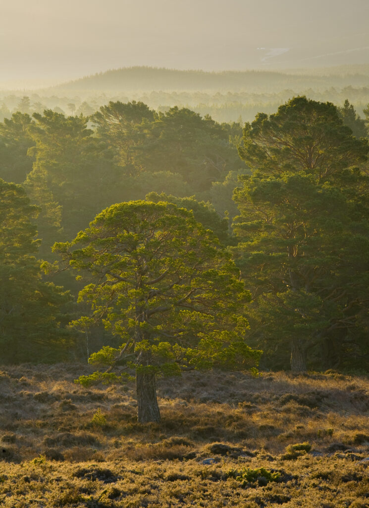Scotland, Scottish Highlands, Cairngorms National Park. Mist rising at dawn over the Caledonian Forest of the Rothiemurchus estate, in the Cairngorms National Park.