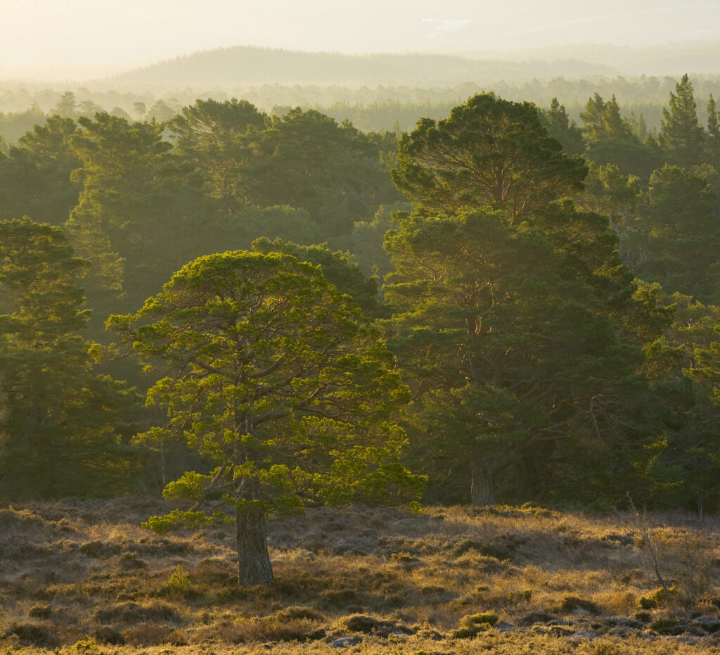 Scotland, Scottish Highlands, Cairngorms National Park. Mist rising at dawn over the Caledonian Forest of the Rothiemurchus estate, in the Cairngorms National Park.