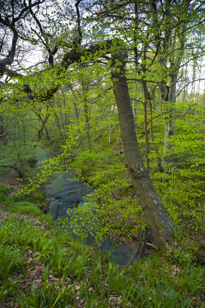 England, Northumberland, Plessey Woods Country Park. Spring foliage belonging to woodland in the Plessey Woods Country Park.