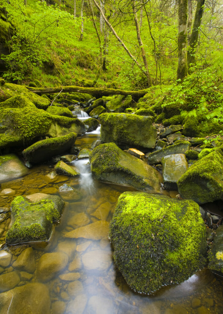 ENGLAND, Northumberland, Briarwood Banks Nature Reserve. A steam flowing though the woodland of the Northumberland Wildlife Trust Reserve.