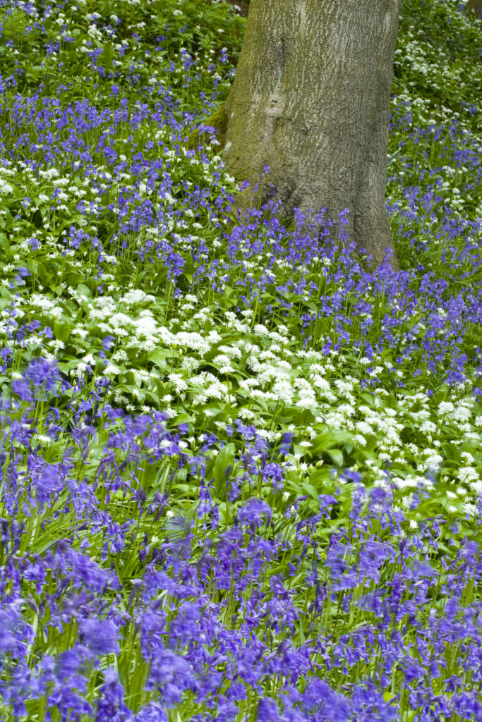 England, Northumberland, Allen Banks. Native Bluebells and Ramsons (wild garlic) within Allen Banks.