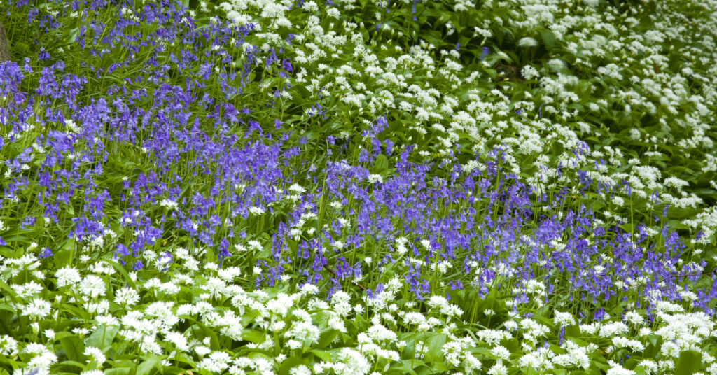 England, Northumberland, Allen Banks. Native Bluebells and Ramsons (wild garlic) within Allen Banks.