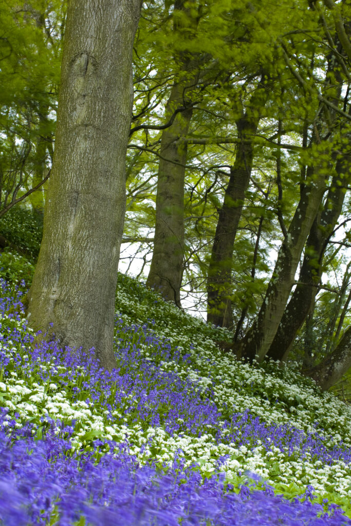 England, Northumberland, Allen Banks. Native Bluebells and Ramsons (wild garlic) within Allen Banks.