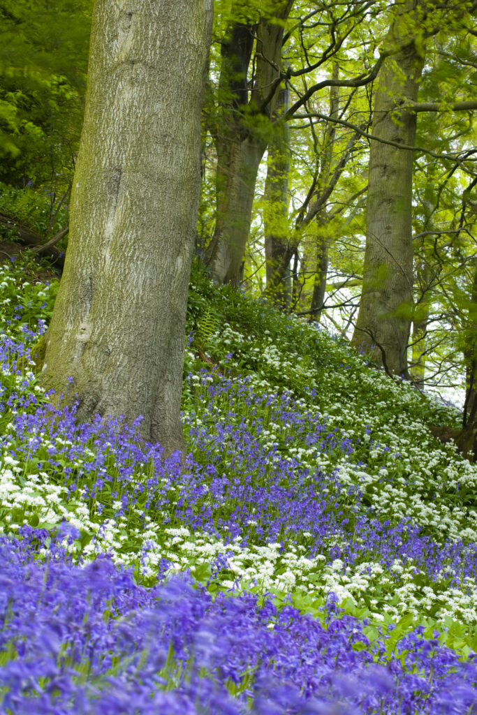 England, Northumberland, Allen Banks. Native Bluebells and Ramsons (wild garlic) within Allen Banks.