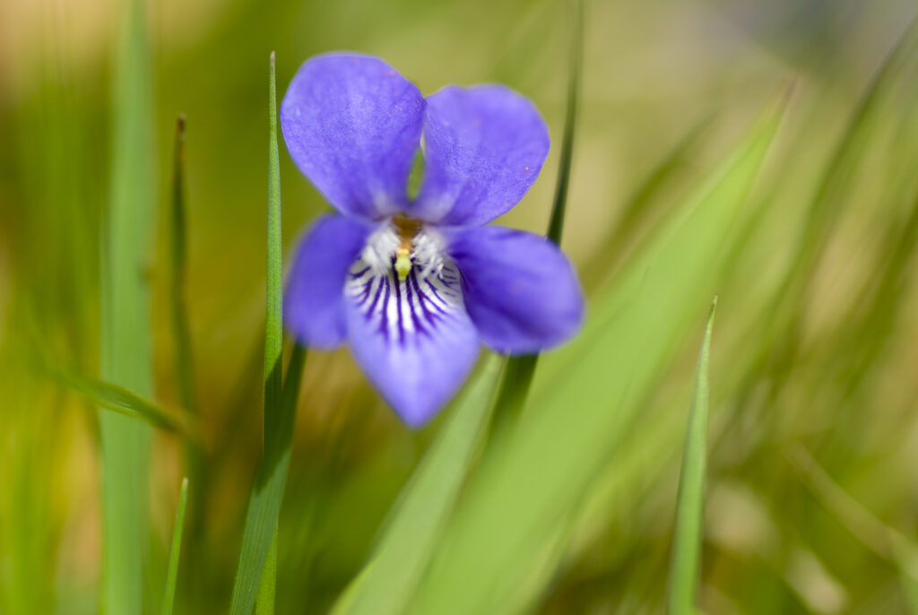 England, Northumberland, Haydon Bridge. Common Dog Violet growing in a field near Haydon Bridge.