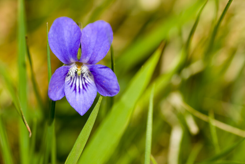 England, Northumberland, Haydon Bridge. Common Dog Violet growing in a field near Haydon Bridge.