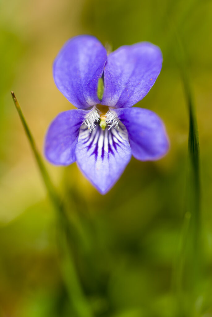 England, Northumberland, Haydon Bridge. Common Dog Violet growing in a field near Haydon Bridge.