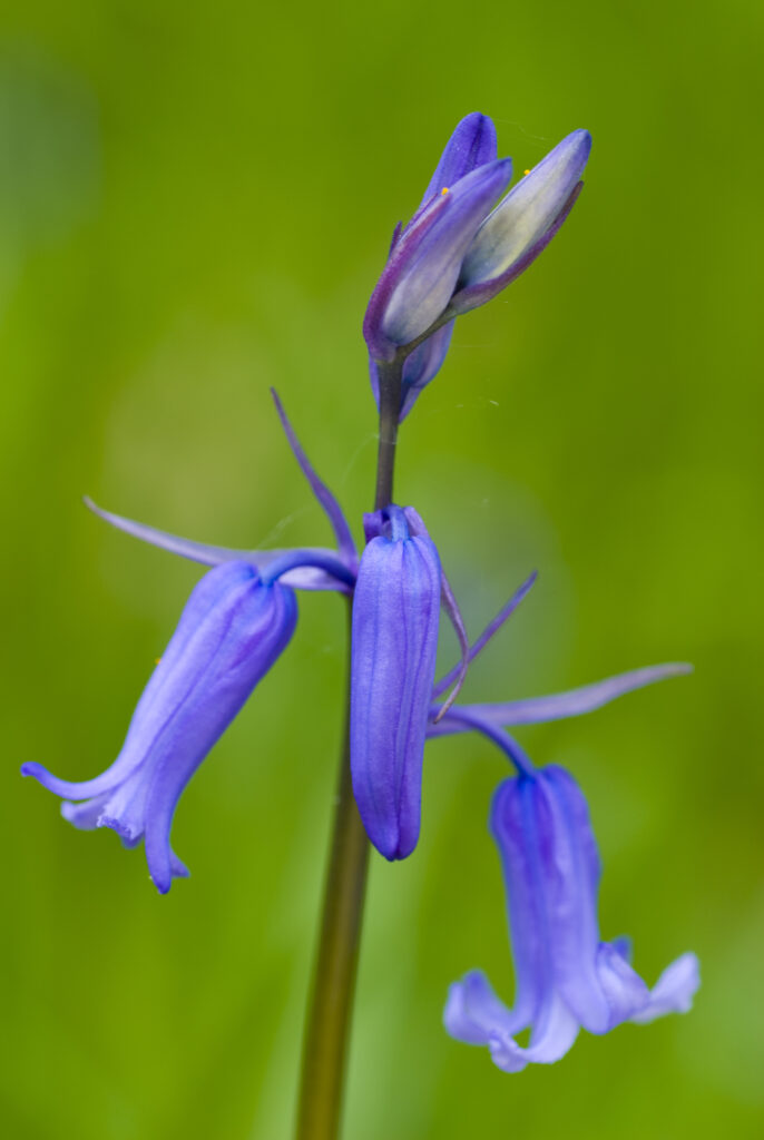 England, Northumberland, Haydon Bridge. Bluebells growing in a Northumberland Wildlife Trust Reserve known as Tony's Patch.