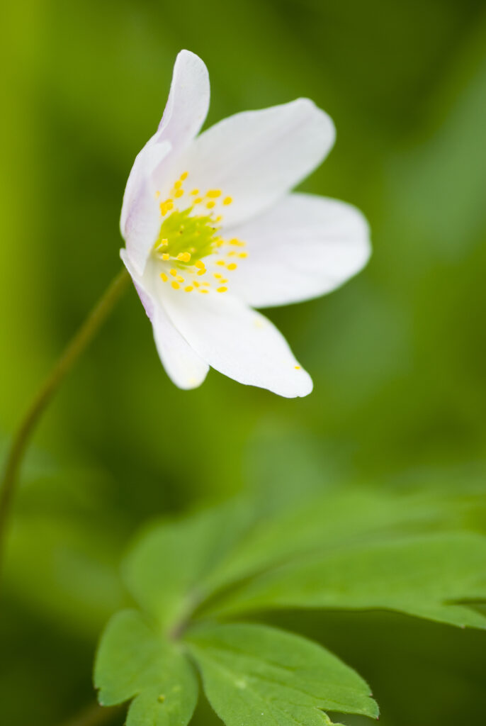 England, Northumberland, Haydon Bridge. Wood Anemone growing in a Northumberland Wildlife Trust Reserve known as Tony's Patch.