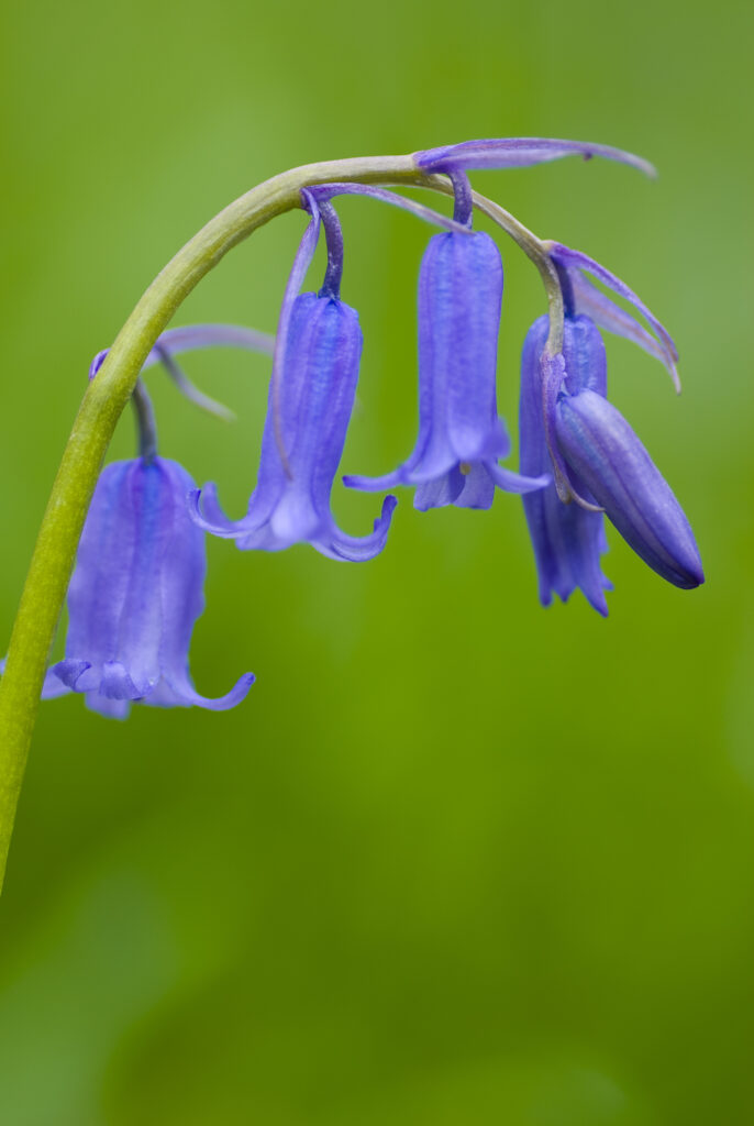 England, Northumberland, Haydon Bridge. Bluebells growing in a Northumberland Wildlife Trust Reserve known as Tony's Patch.