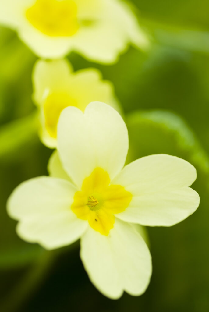 England, Northumberland, Haydon Bridge. Primrose growing in a Northumberland Wildlife Trust Reserve known as Tony's Patch.