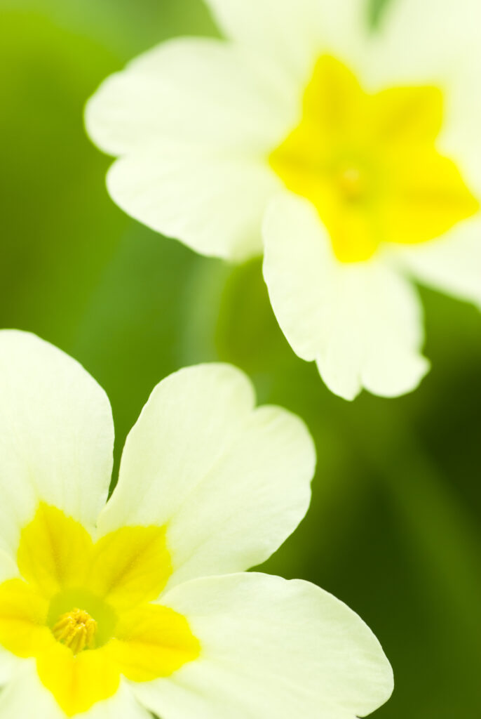 England, Northumberland, Haydon Bridge. Primrose growing in a Northumberland Wildlife Trust Reserve known as Tony's Patch.