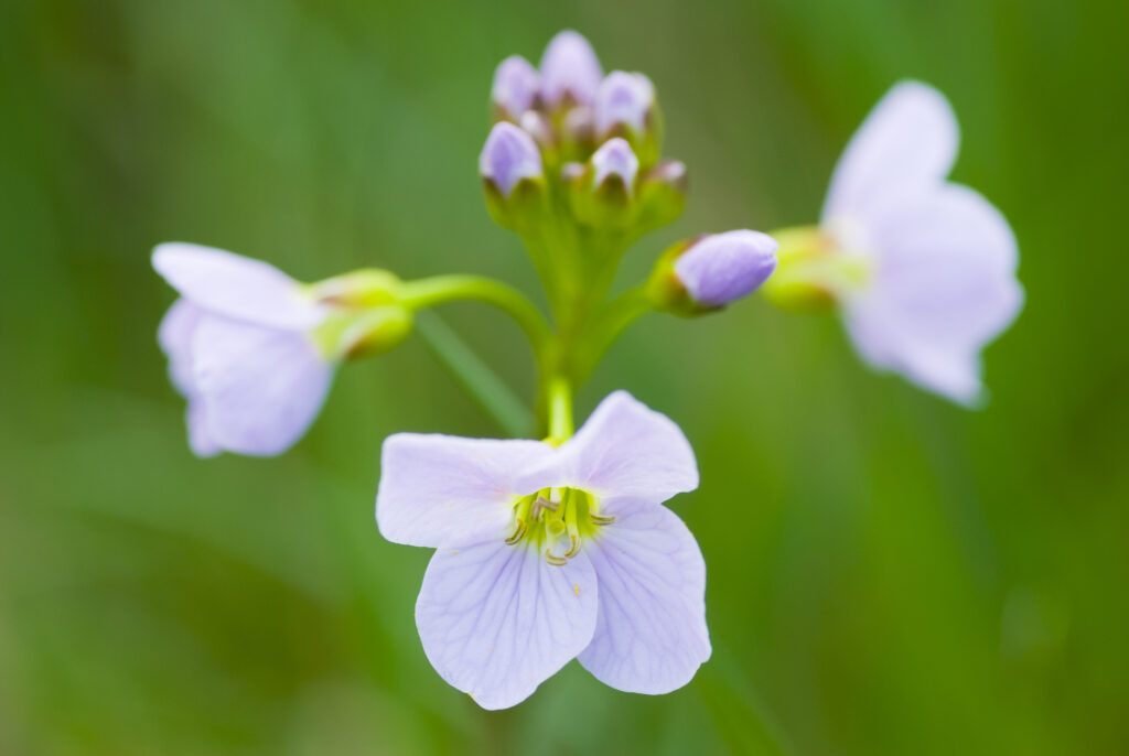 England, Northumberland, Slaley. Cuckoo Flower Growing in a Northumberland Wildlife Trust Reserve known as Juliet's Wood