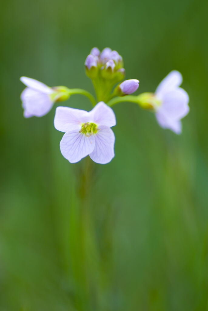 England, Northumberland, Slaley. Cuckoo Flower Growing in a Northumberland Wildlife Trust Reserve known as Juliet's Wood