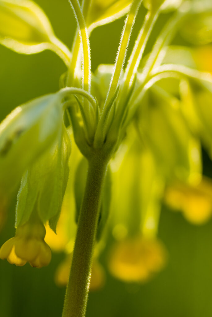 England, Northumberland, Slaley. Cowslip Growing in a Northumberland Wildlife Trust Reserve known as Juliet's Wood