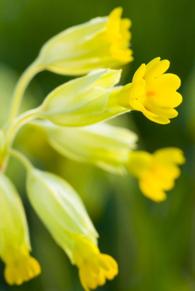 England, Northumberland, Slaley. Cowslip Growing in a Northumberland Wildlife Trust Reserve known as Juliet's Wood