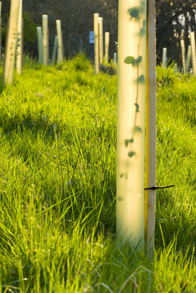 England, Northumberland, Slaley. Young Hazel trees in protective tube, planted in a Northumberland Wildlife Trust Reserve known as Juliet's Wood