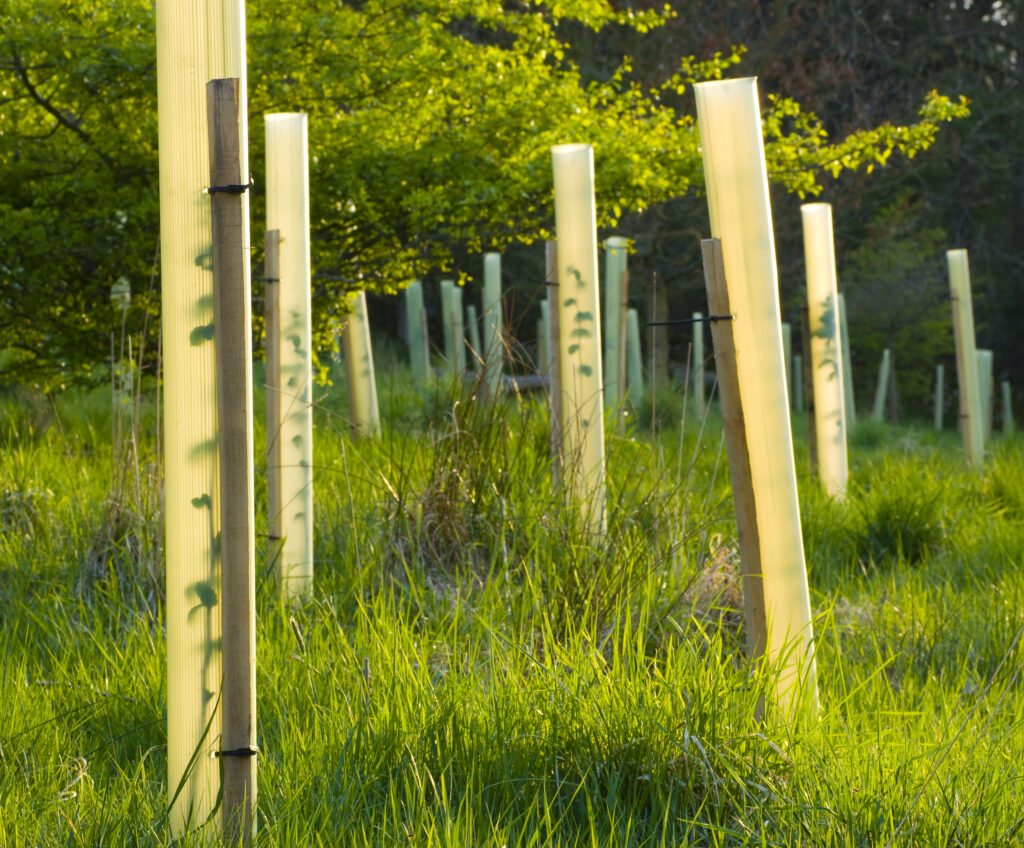 England, Northumberland, Slaley. Young Hazel trees in protective tube, planted in a Northumberland Wildlife Trust Reserve known as Juliet's Wood