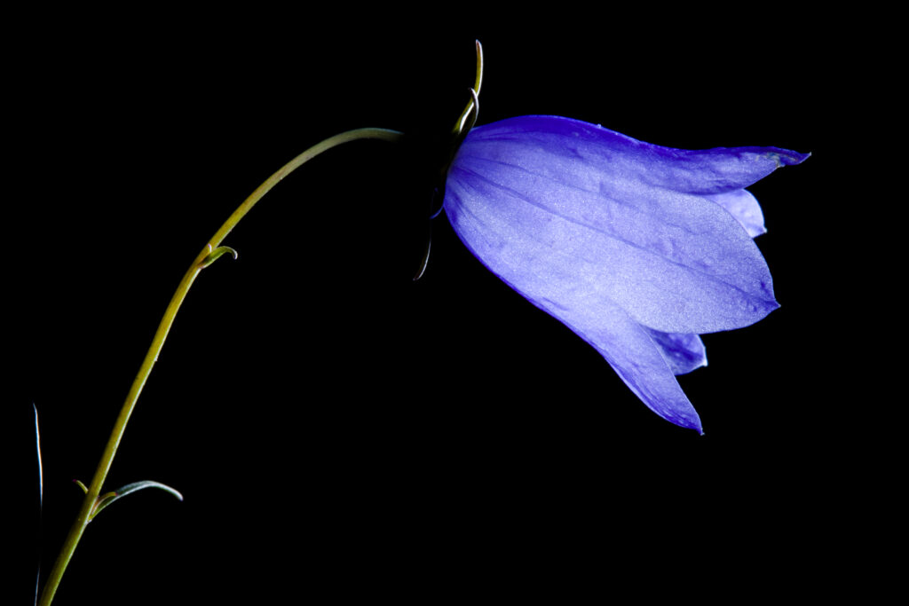 England, Staffordshire, Highgate Common Country Park. Creative view of a Harebell (Campanula rotundifolia).