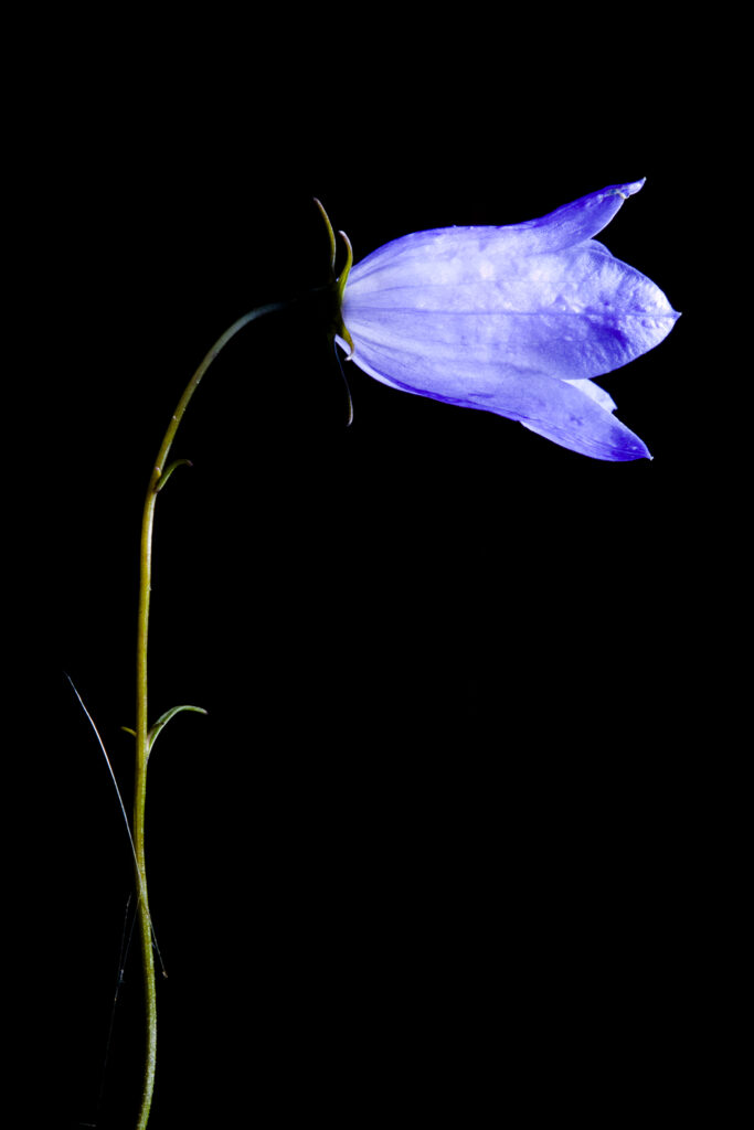England, Staffordshire, Highgate Common Country Park. Creative view of a Harebell (Campanula rotundifolia).