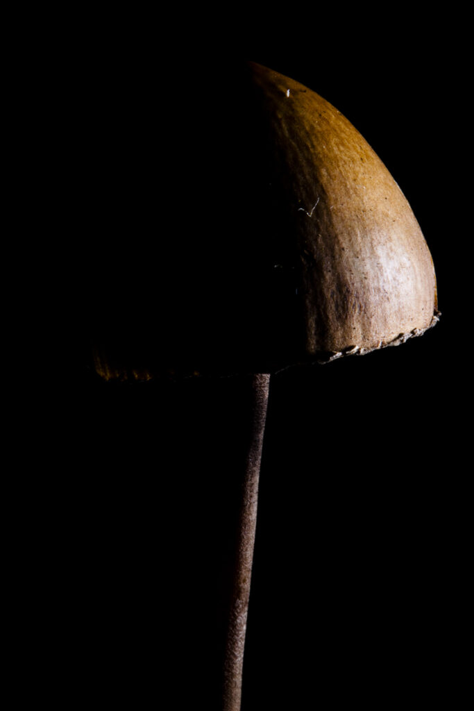England, Staffordshire / Worcestershire, Kinver Edge. Creative view of un-identified fungi / mushroom / toad stool.