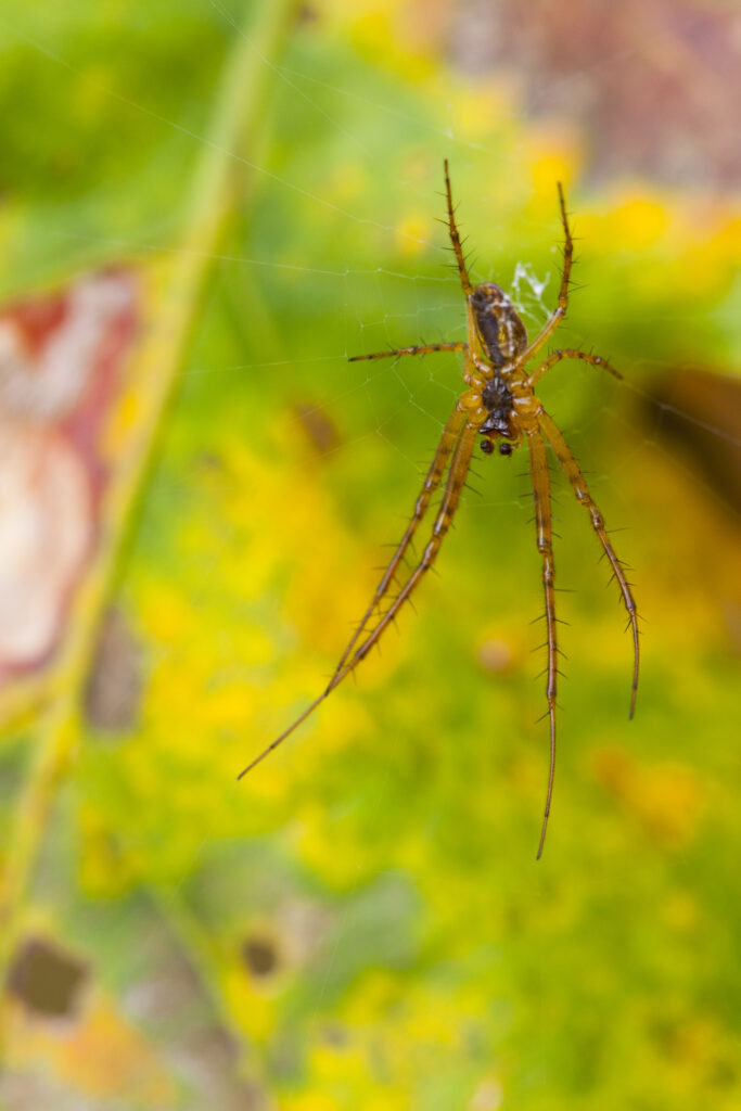 England, Staffordshire, Highgate Common Country Park. A Common Orb Spider on a web above an autumn leaf.
