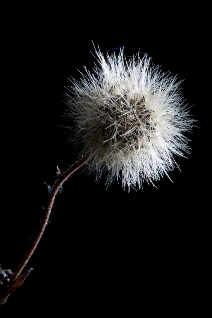 England, Staffordshire, Highgate Common Country Park. Creative view of a Seed head.