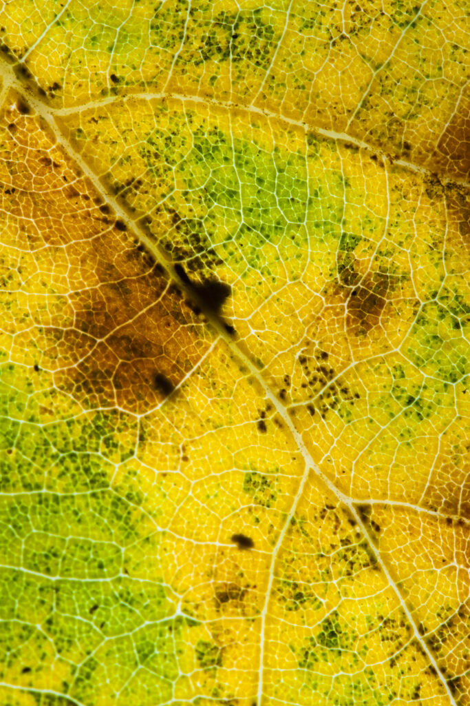 England, Staffordshire, Highgate Common Country Park. A close up view of the autumn colours of an autumn leaf.