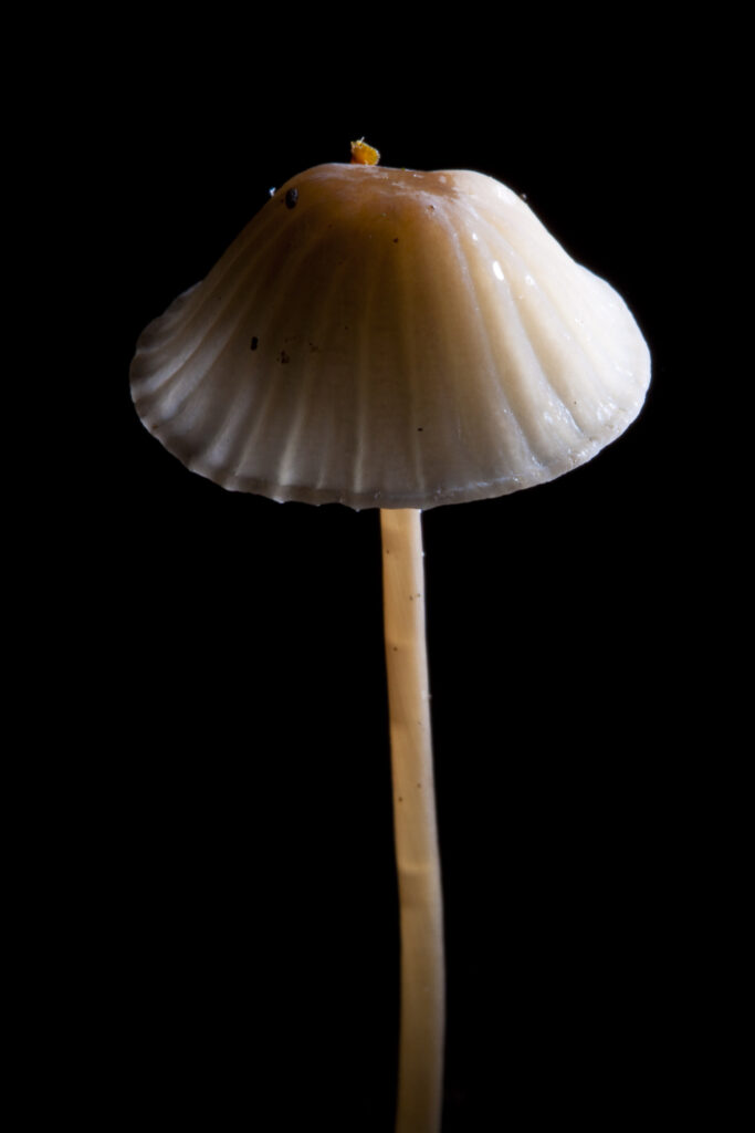 England, Worcestershire, Kingsford Forest Park. Creative view of un-identified fungi / mushroom / toad stool.
