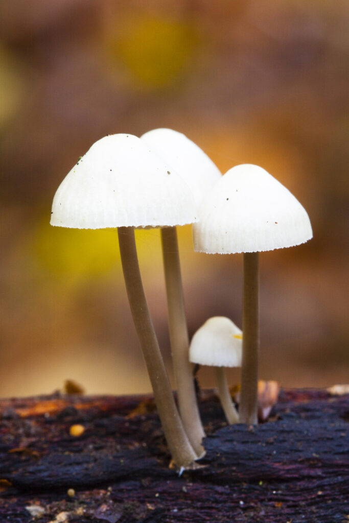 England, Worcestershire, Kingsford Forest Park. Autumn shot of un-identified fungi / mushroom / toad stool.
