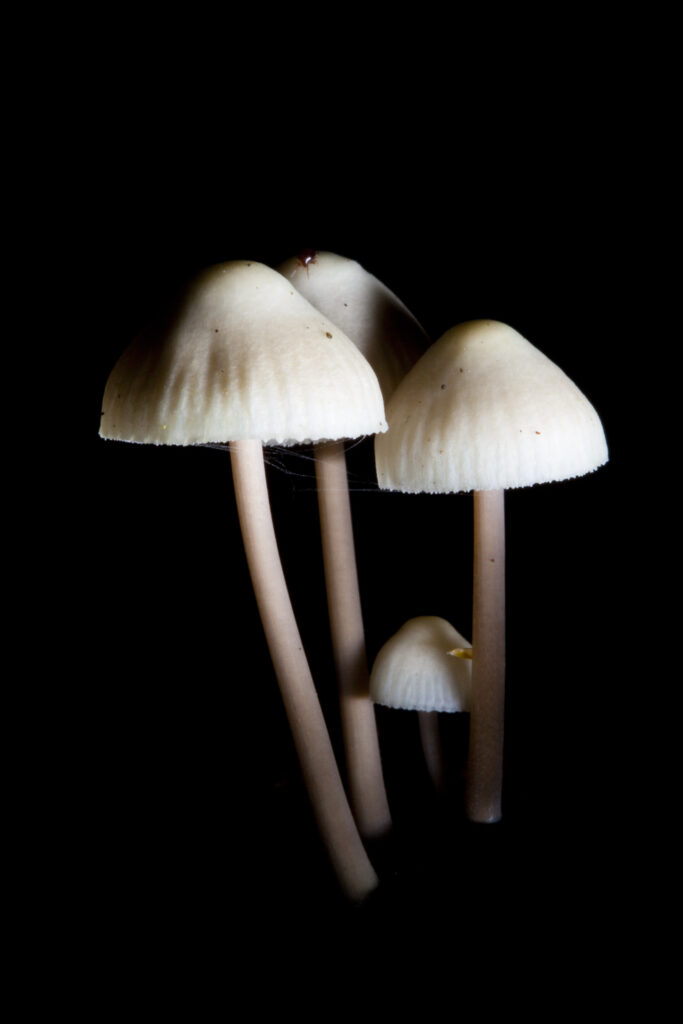 England, Worcestershire, Kingsford Forest Park. Creative view of un-identified fungi / mushroom / toad stool.