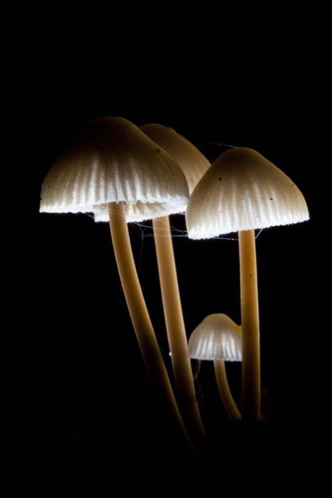 England, Worcestershire, Kingsford Forest Park. Creative view of un-identified fungi / mushroom / toad stool.