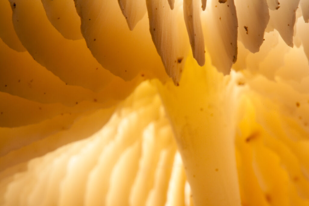 England, Worcestershire, Kingsford Forest Park. Creative view of un-identified fungi / mushroom / toad stool.