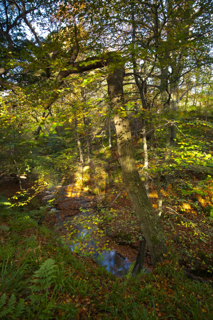 England, Northumberland, Plessey Woods Country Park. Autumn foliage belonging to woodland in the Plessey Woods Country Park.