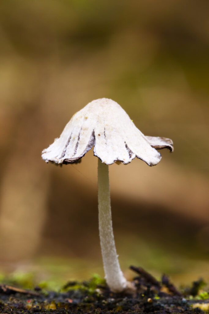England, Northumberland, Kielder Water & Forest Park. Autumn shot of un-identified fungi / mushroom / toad stool.