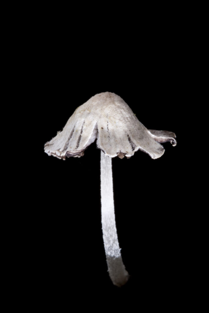 England, Northumberland, Kielder Water & Forest Park. Creative view of un-identified fungi / mushroom / toad stool.