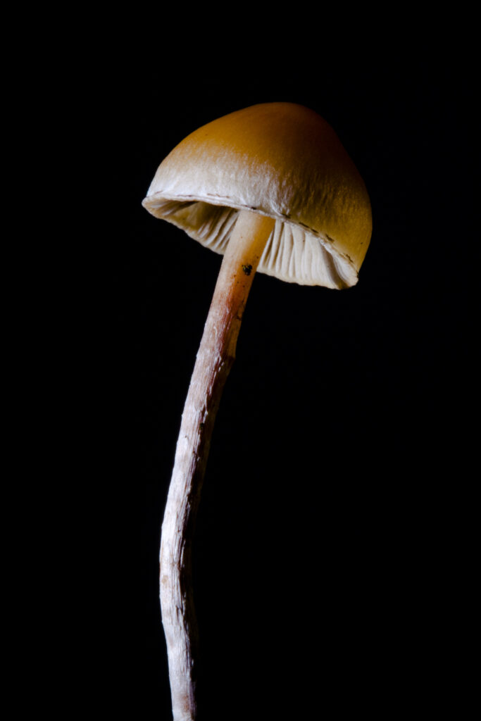 England, Northumberland, Kielder Water & Forest Park. Creative view of un-identified fungi / mushroom / toad stool.