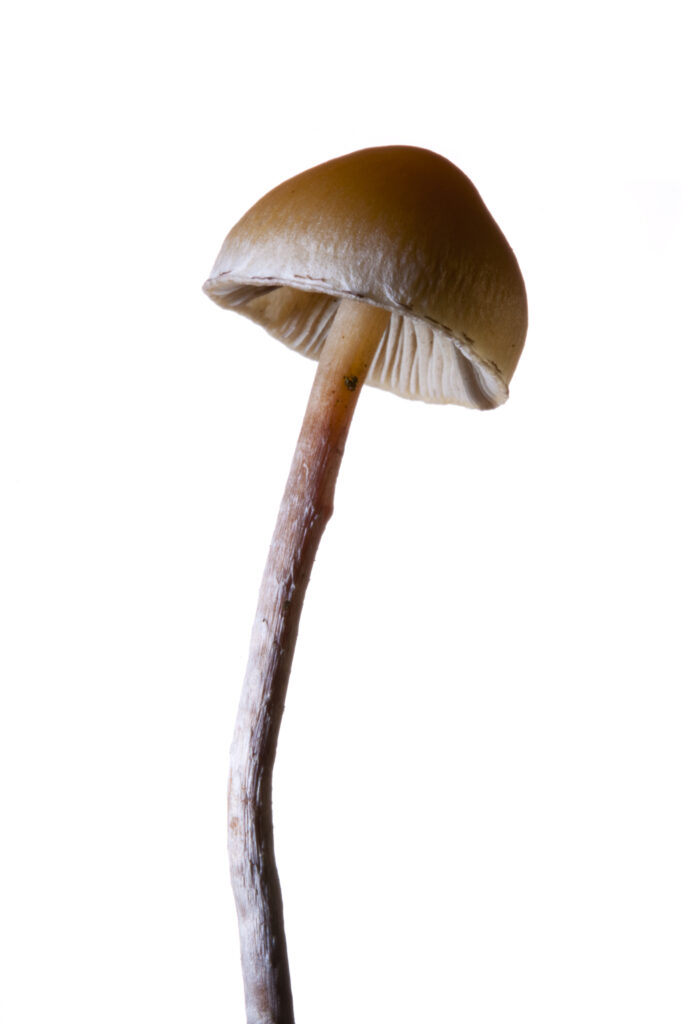 England, Northumberland, Kielder Water & Forest Park. Creative view of un-identified fungi / mushroom / toad stool.