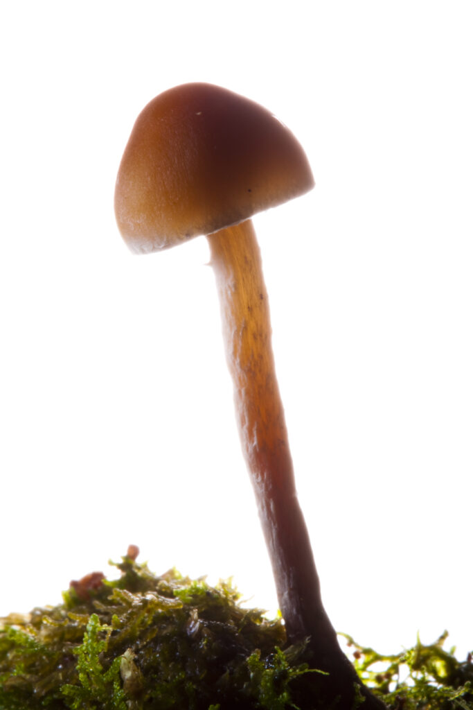 England, Northumberland, Kielder Water & Forest Park. Creative view of un-identified fungi / mushroom / toad stool.