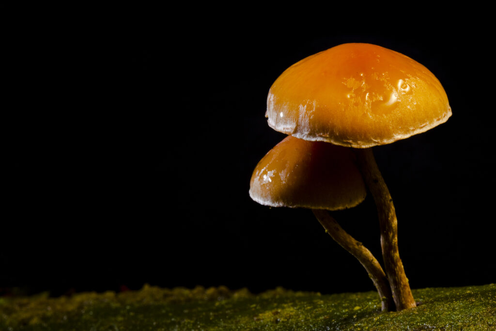 England, Northumberland, Kielder Water & Forest Park. Creative view of un-identified fungi / mushroom / toad stool.