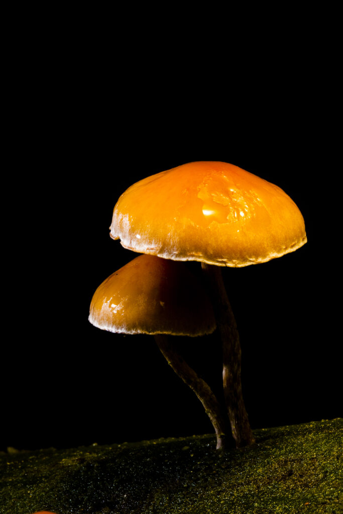England, Northumberland, Kielder Water & Forest Park. Creative view of un-identified fungi / mushroom / toad stool.