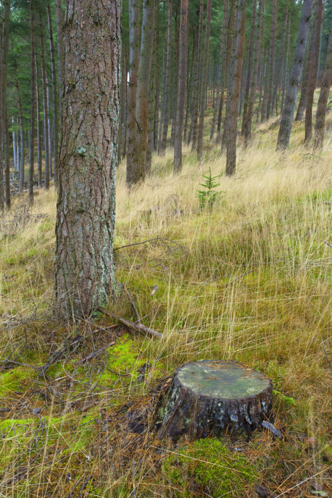 England, Northumberland, Kielder Water & Forest Park. Forestry commission woodland on the North Shore of Kielder Water.