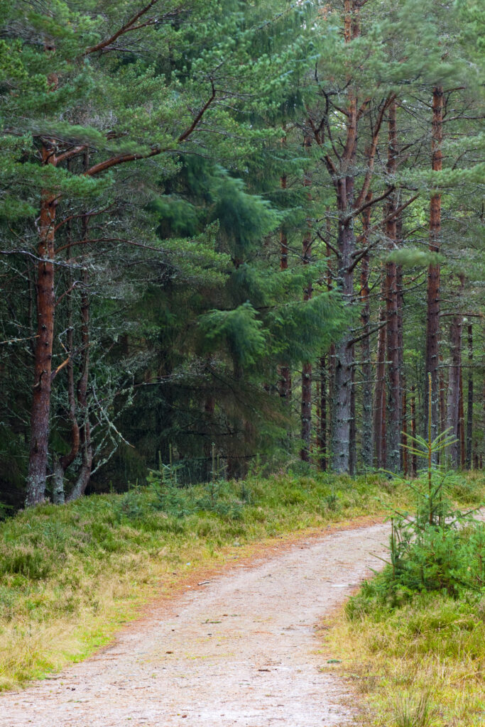 Scotland, Scottish Highlands, Cairngorms National Park. Forestry commission track running through the Glenmore Forest Park.