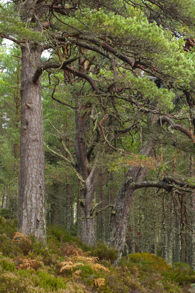 Scotland, Scottish Highlands, Cairngorms National Park. Scots Pines within the Glenmore Forest Park, managed by the Forestry Commission.