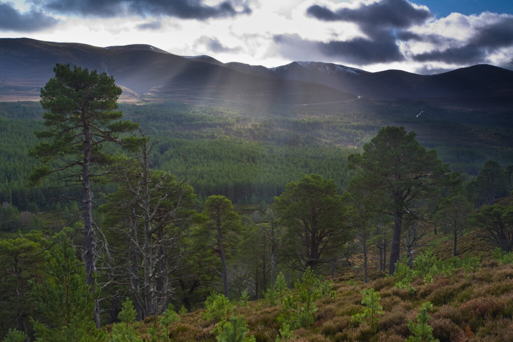 Scotland, Scottish Highlands, Cairngorms National Park. Scattered shafts of light above the Glenmore Forest Park and the Cairngorm Mountain Range.