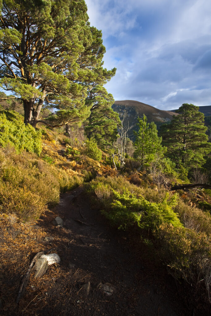 Scotland, Scottish Highlands, Cairngorms National Park. Hiking trial running alongside a plantation of Scots Pines in the Glenmore Forest Park.