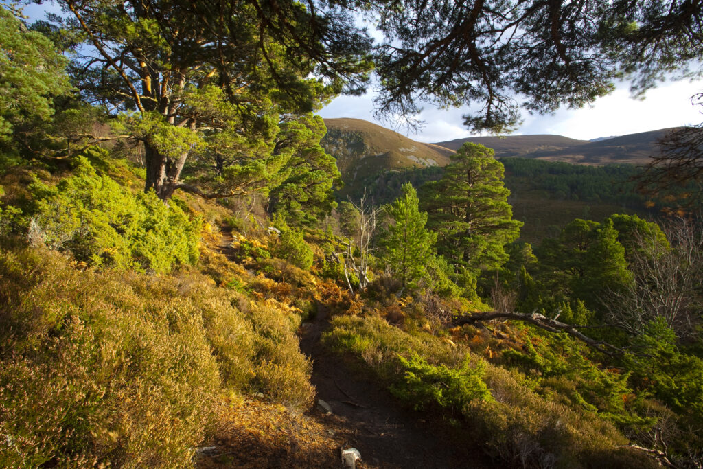 Scotland, Scottish Highlands, Cairngorms National Park. Hiking trial running alongside a plantation of Scots Pines in the Glenmore Forest Park.