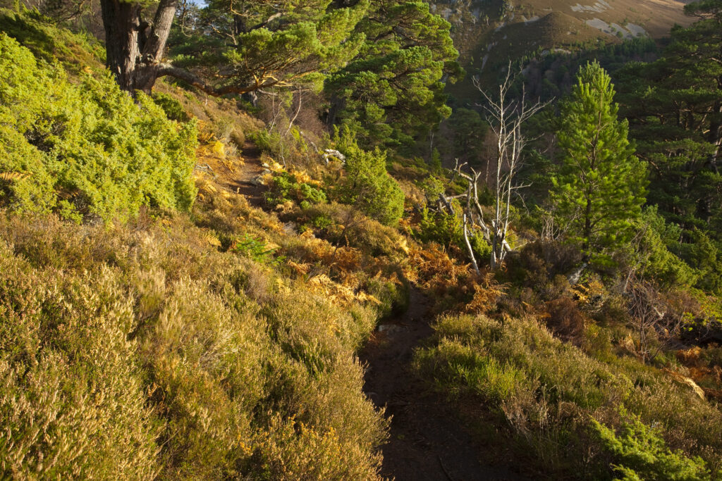 Scotland, Scottish Highlands, Cairngorms National Park. Hiking trial running alongside a plantation of Scots Pines in the Glenmore Forest Park.