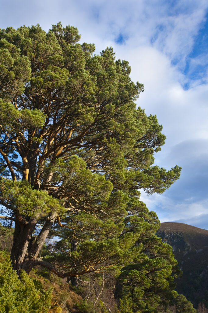 Scotland, Scottish Highlands, Cairngorms National Park. Scots Pine in the Glenmore Forest Park.