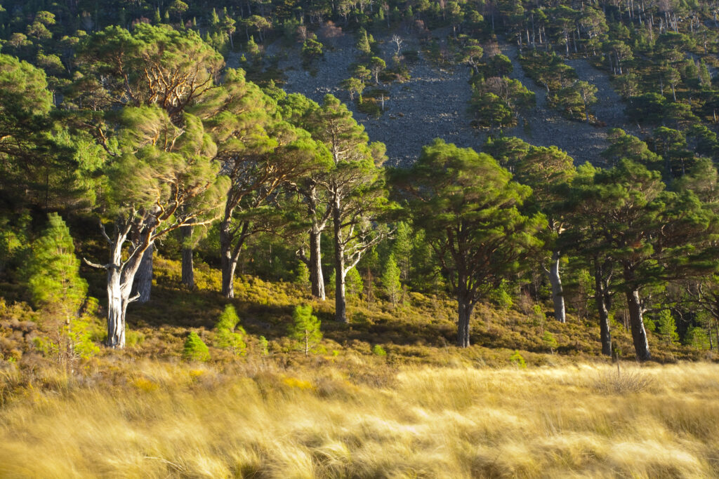 Scotland, Scottish Highlands, Cairngorms National Park. Heavy winds sway the branches of Scots Pines, in the Glenmore Forest Park.
